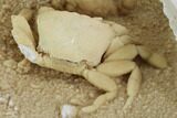 Fossil Crab (Potamon) Preserved in Travertine - Amazing Detail! #98904-4